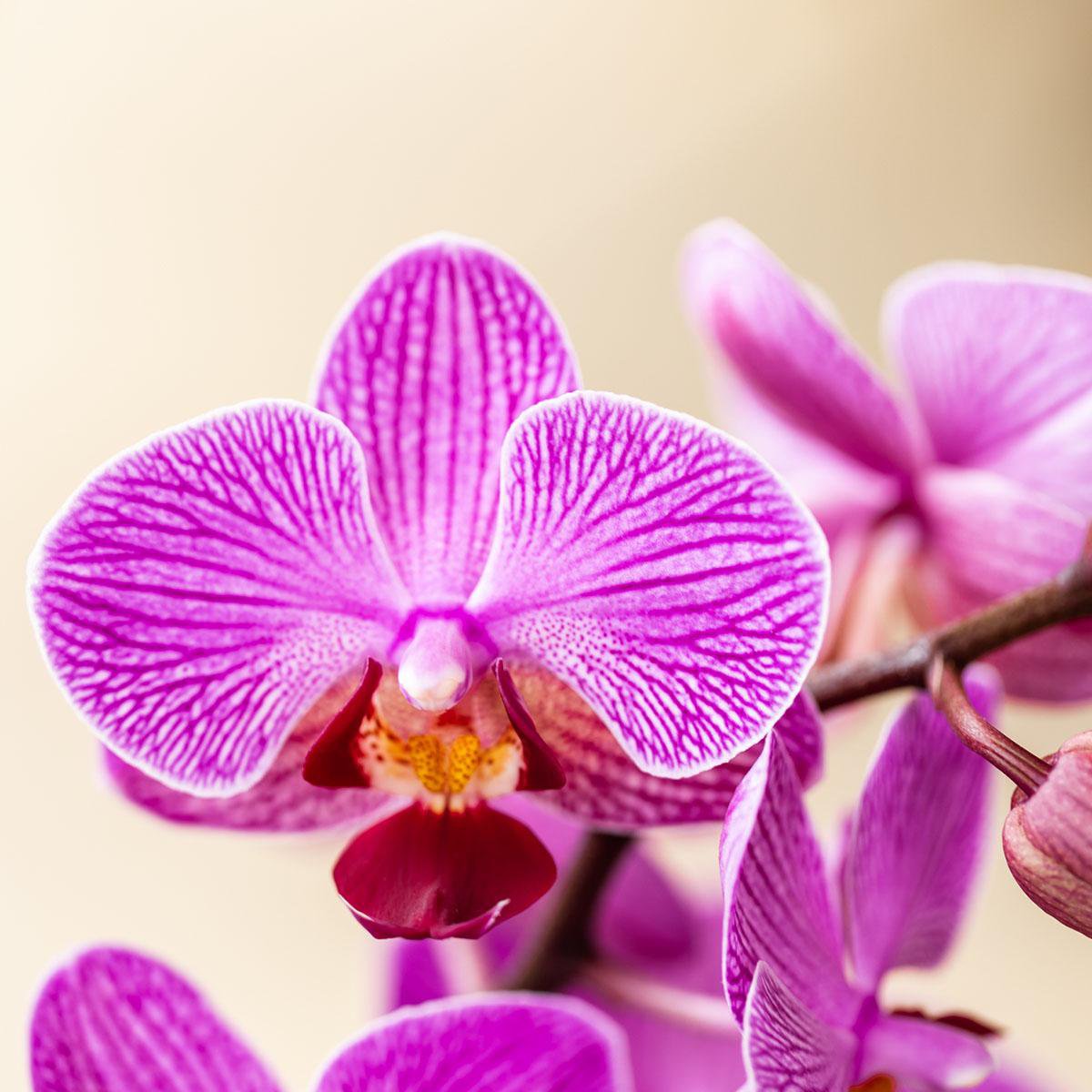 Surprise Box met 2 Phalaenopsis orchideeën in dezelfde kleur, potmaat Ø 9 cm