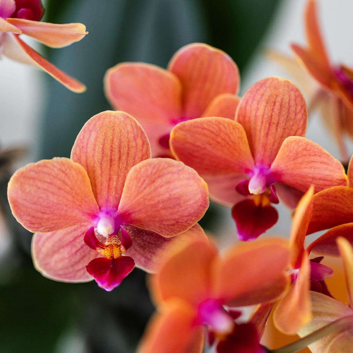 Oranje Phalaenopsis orchidee met witte Bubble sierpot, 35 cm, potmaat Ø 9 cm