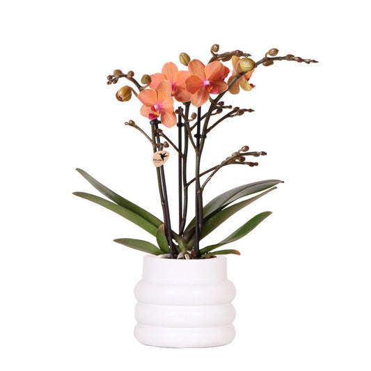 Oranje Phalaenopsis orchidee met witte Bubble sierpot, 35 cm, potmaat Ø 9 cm