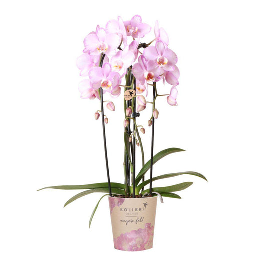Roze Niagara Fall Phalaenopsis orchidee, 50 cm, potmaat Ø 12 cm