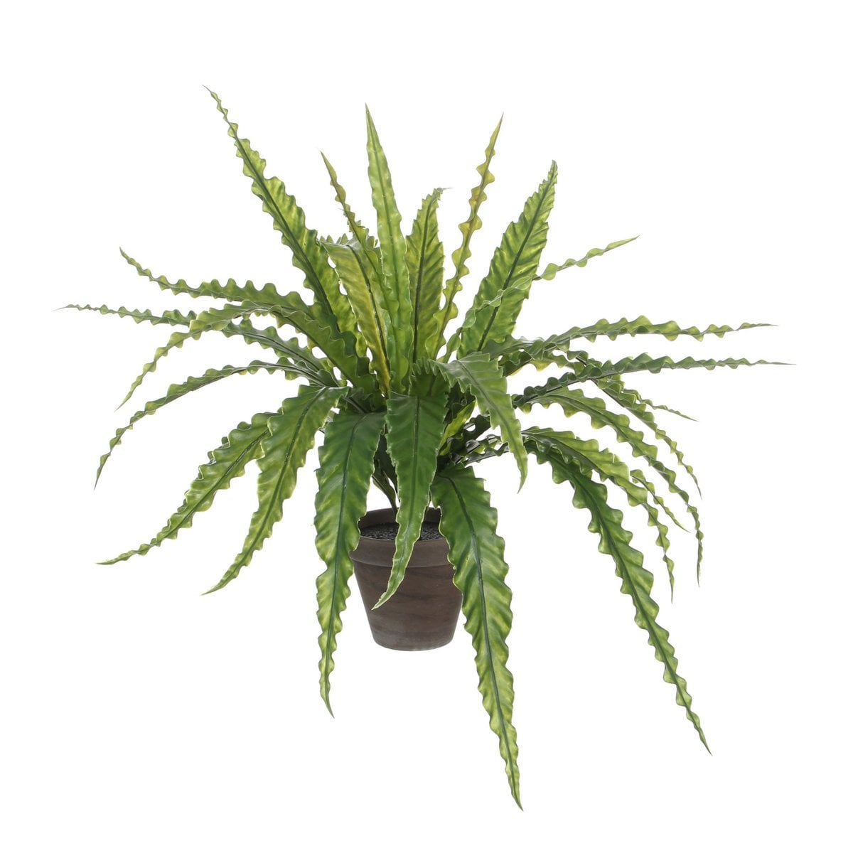 Asplenium kunstplant, 50 cm