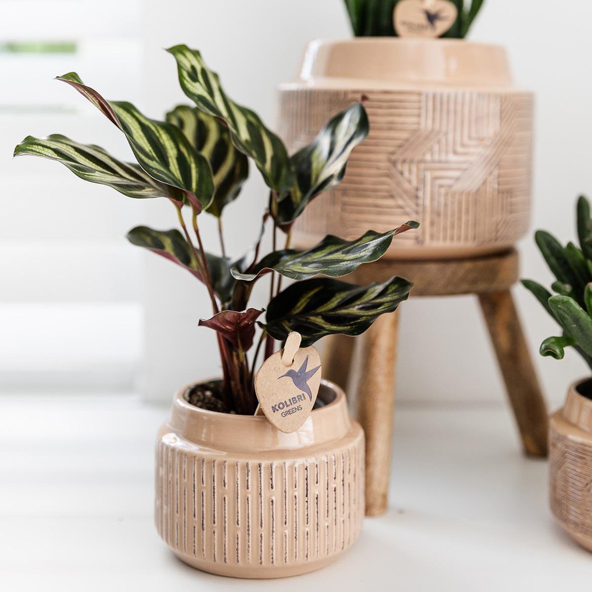 Calathea Makoyana, groene kamerplant, potmaat Ø 9 cm