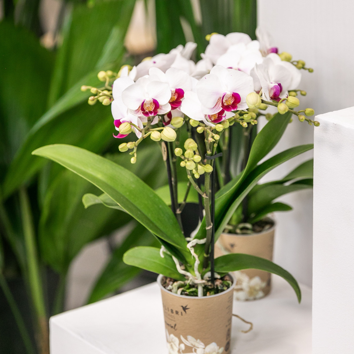 Witte Phalaenopsis orchidee Gibraltar, 45 cm, potmaat Ø 9 cm