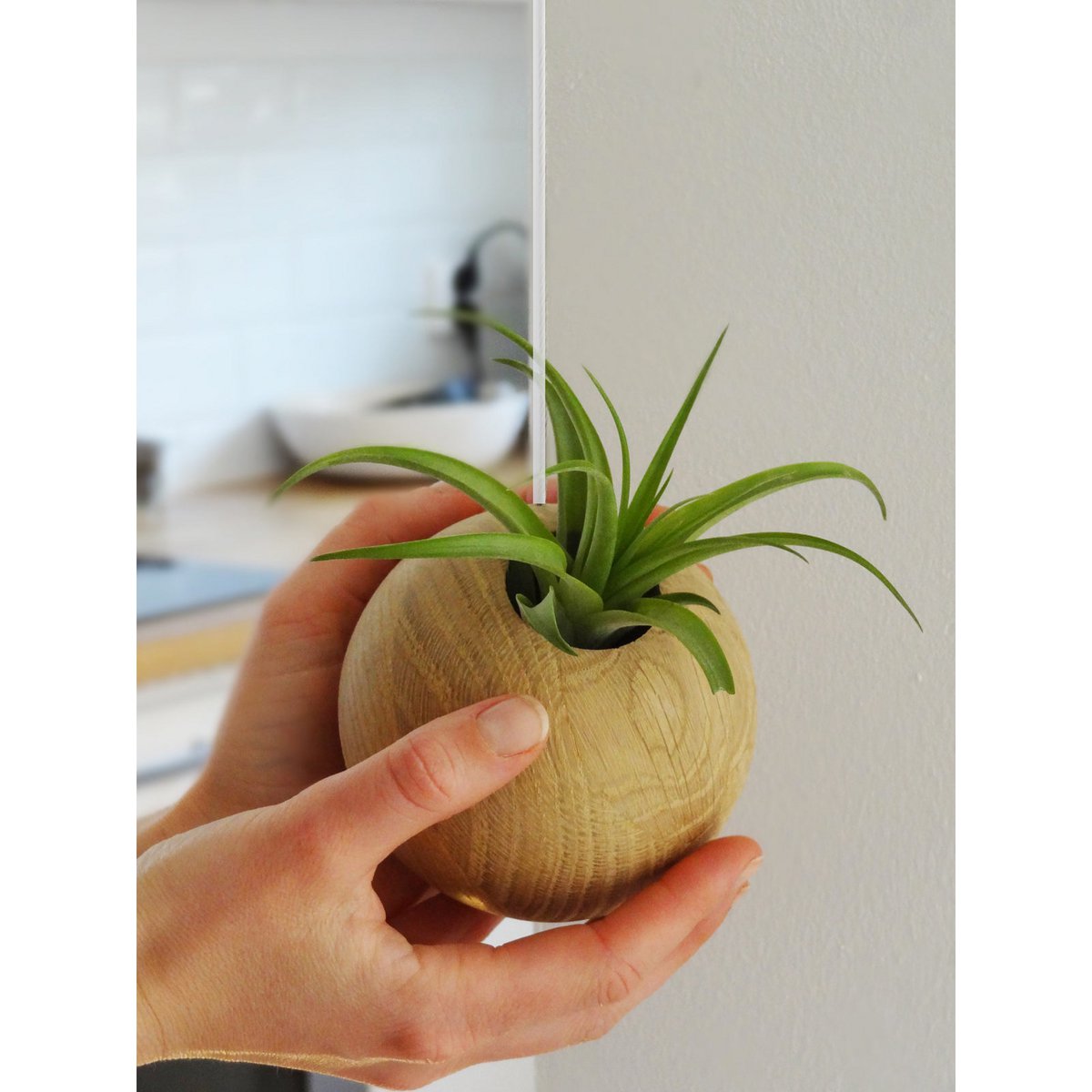 Hangende plantenhouder inclusief luchtplant, Ø 10 cm