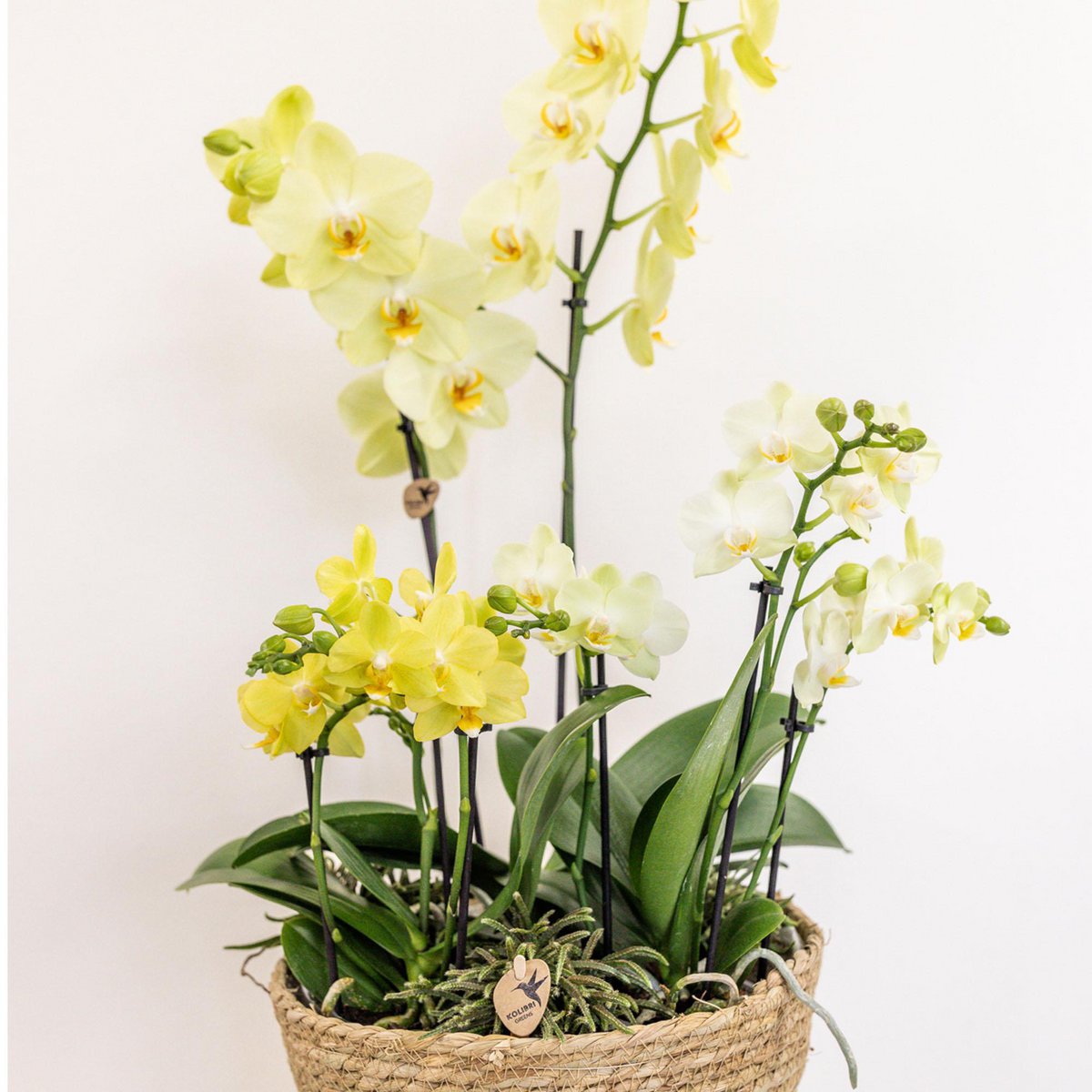 Inlay met waterreservoir voor orchideeënschaal Ø 25 cm, Field Bouquet