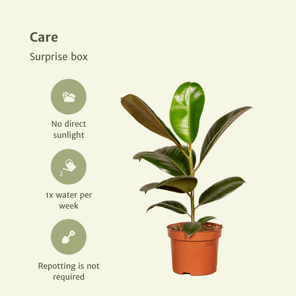Kamerplanten verrassingsbox, 10 stuks, Ø 12 cm, hoogte tot 35 cm
