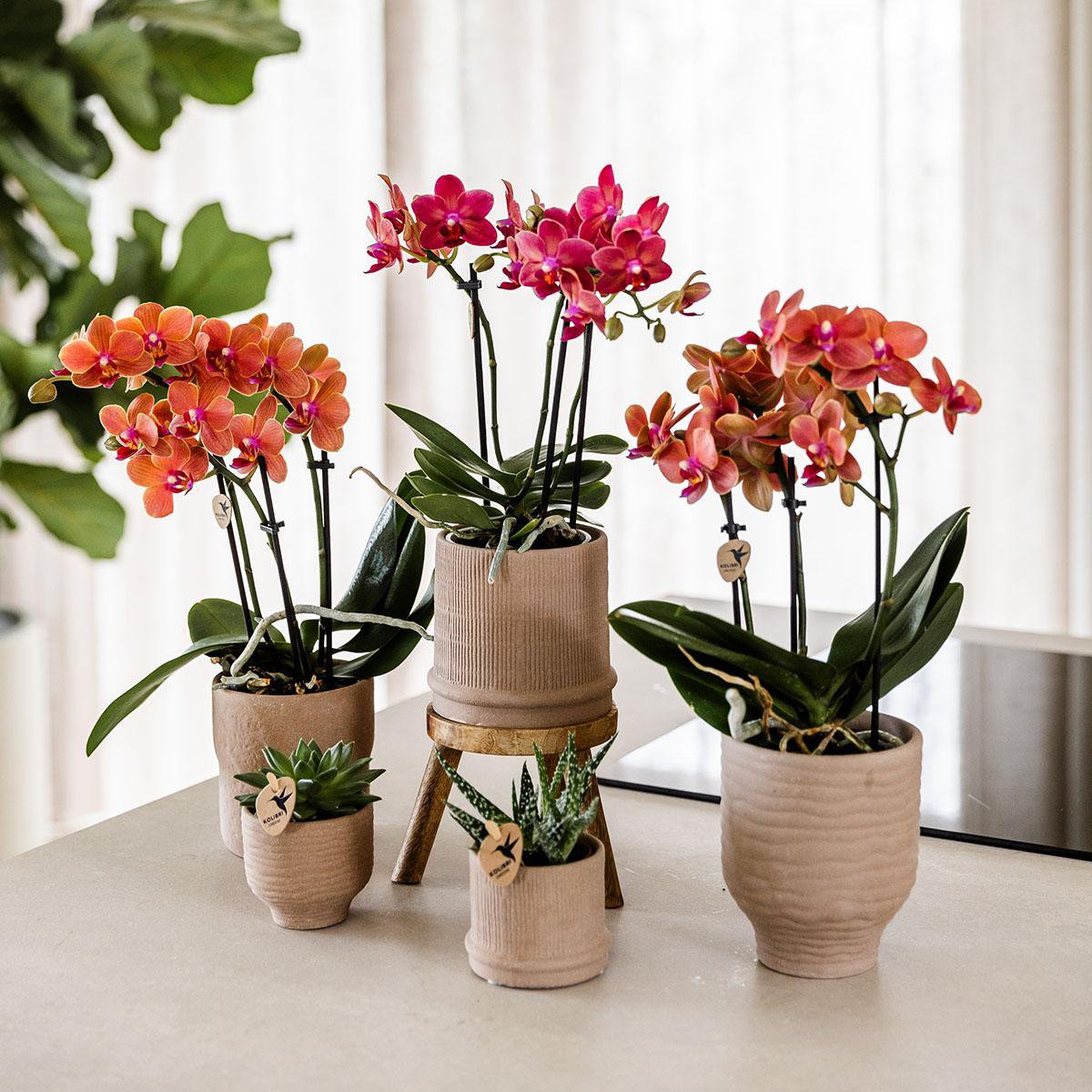 Rode Phalaenopsis orchidee Congo, 35 cm, potmaat Ø 9 cm