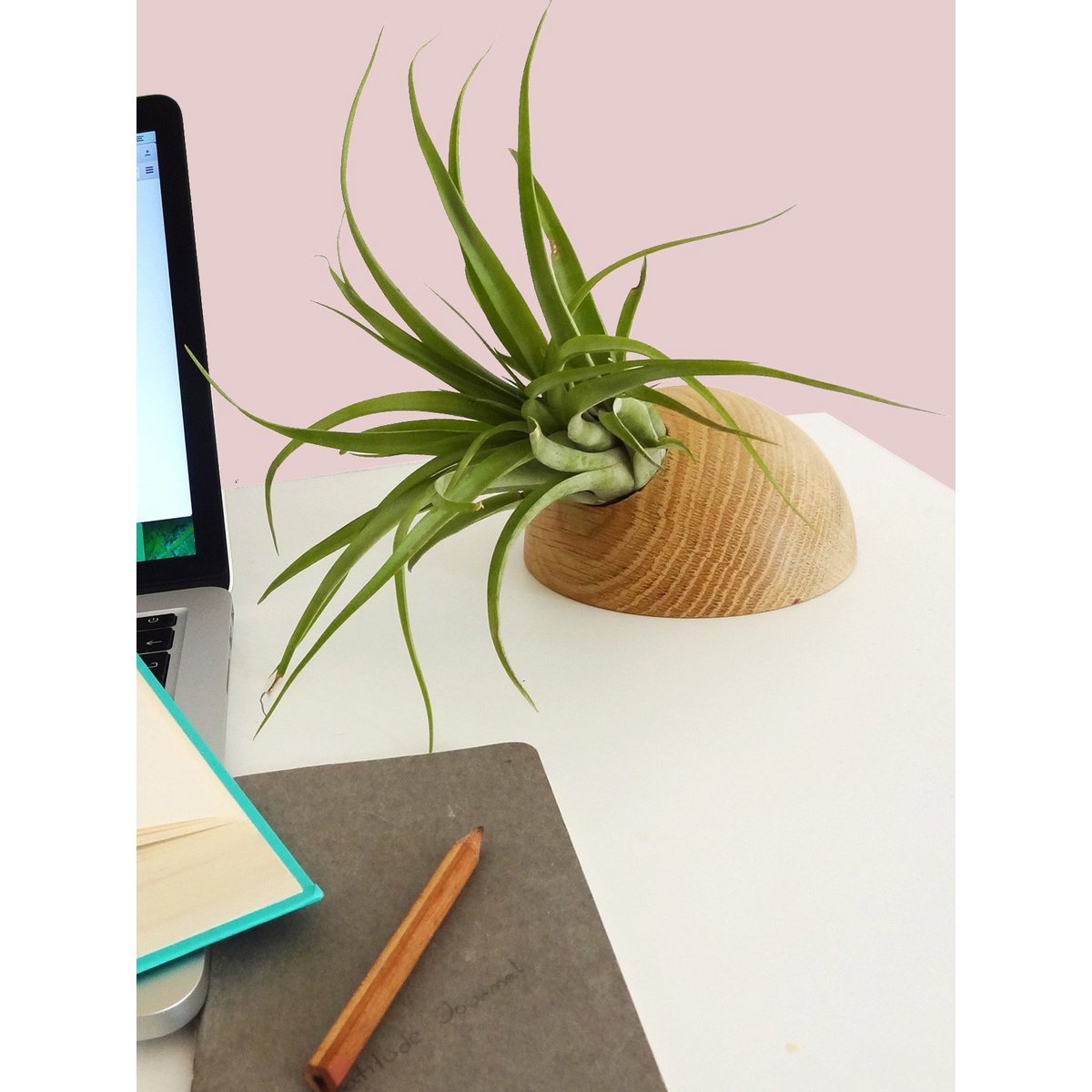 Hangende plantenhouder, inclusief luchtplant, Ø 12 cm