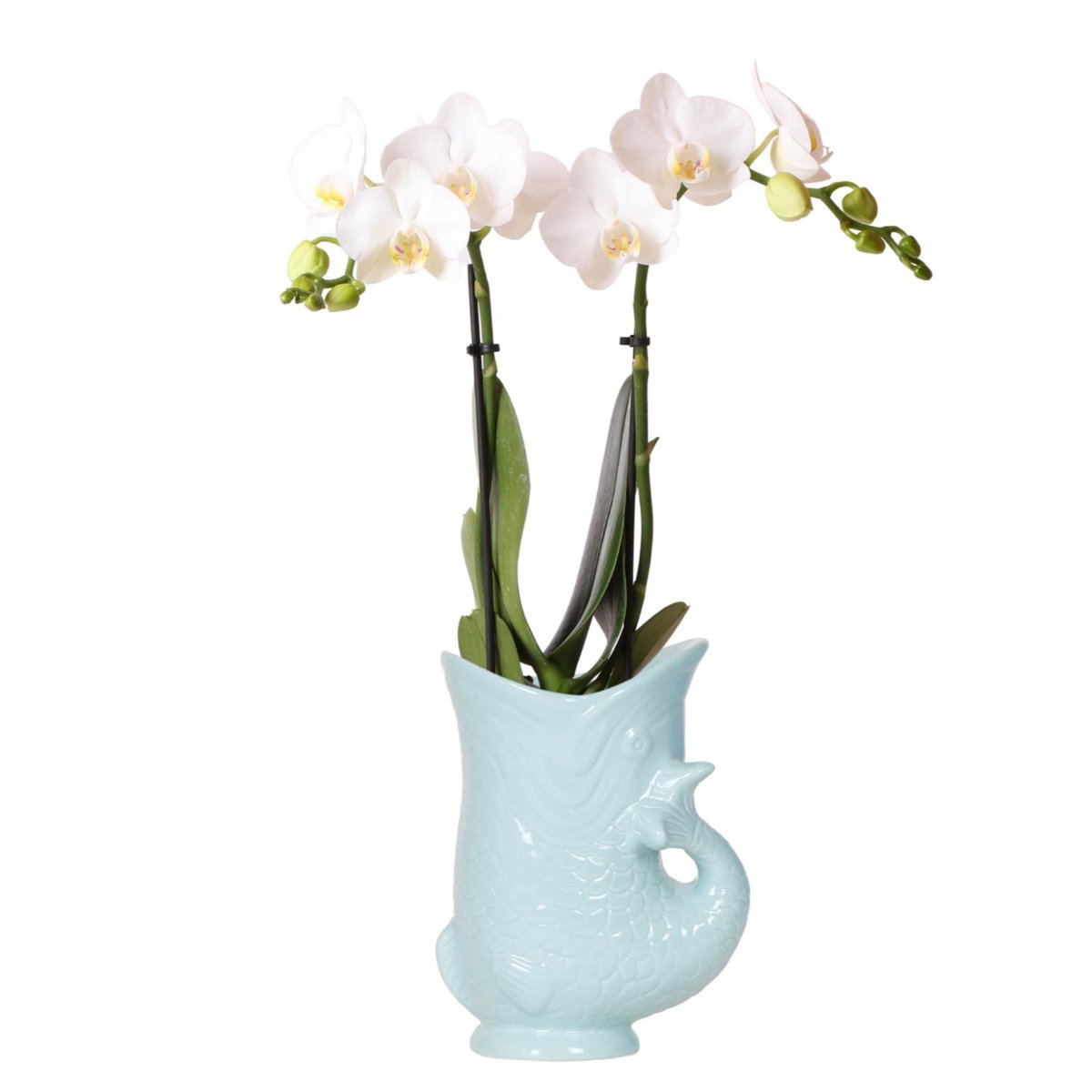 Witte Phalaenopsis Amabilis orchidee met Fish sierpot turquoise, 35 cm