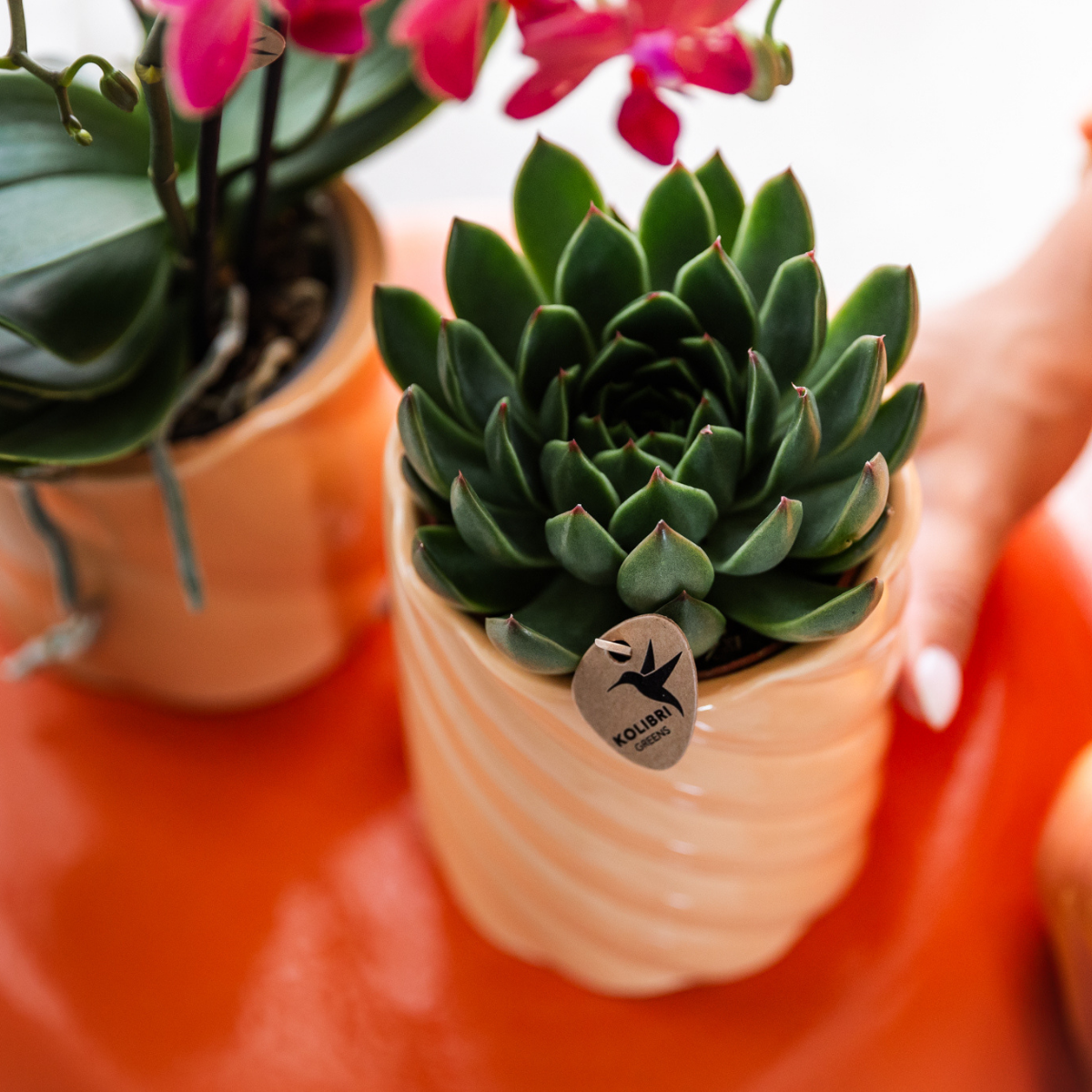 Echeveria Miranda, groene succulent, potmaat Ø 9 cm