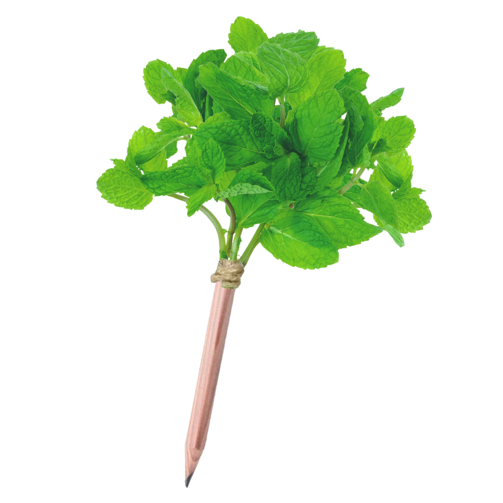 Seedz bloeipotlood munt, plantbaar potlood met zaden, 4 stuks