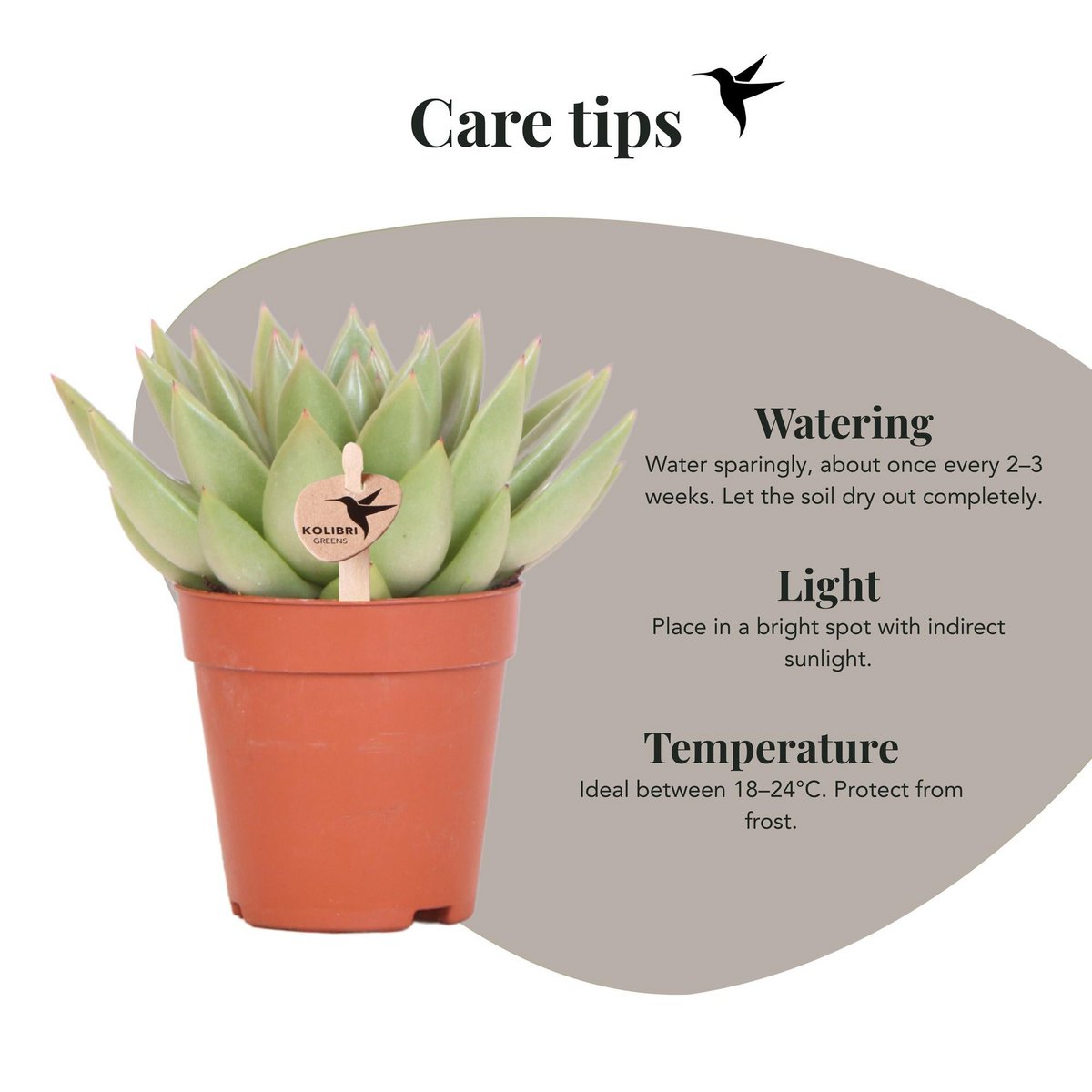 Echeveria Miranda, groene succulent, potmaat Ø 9 cm