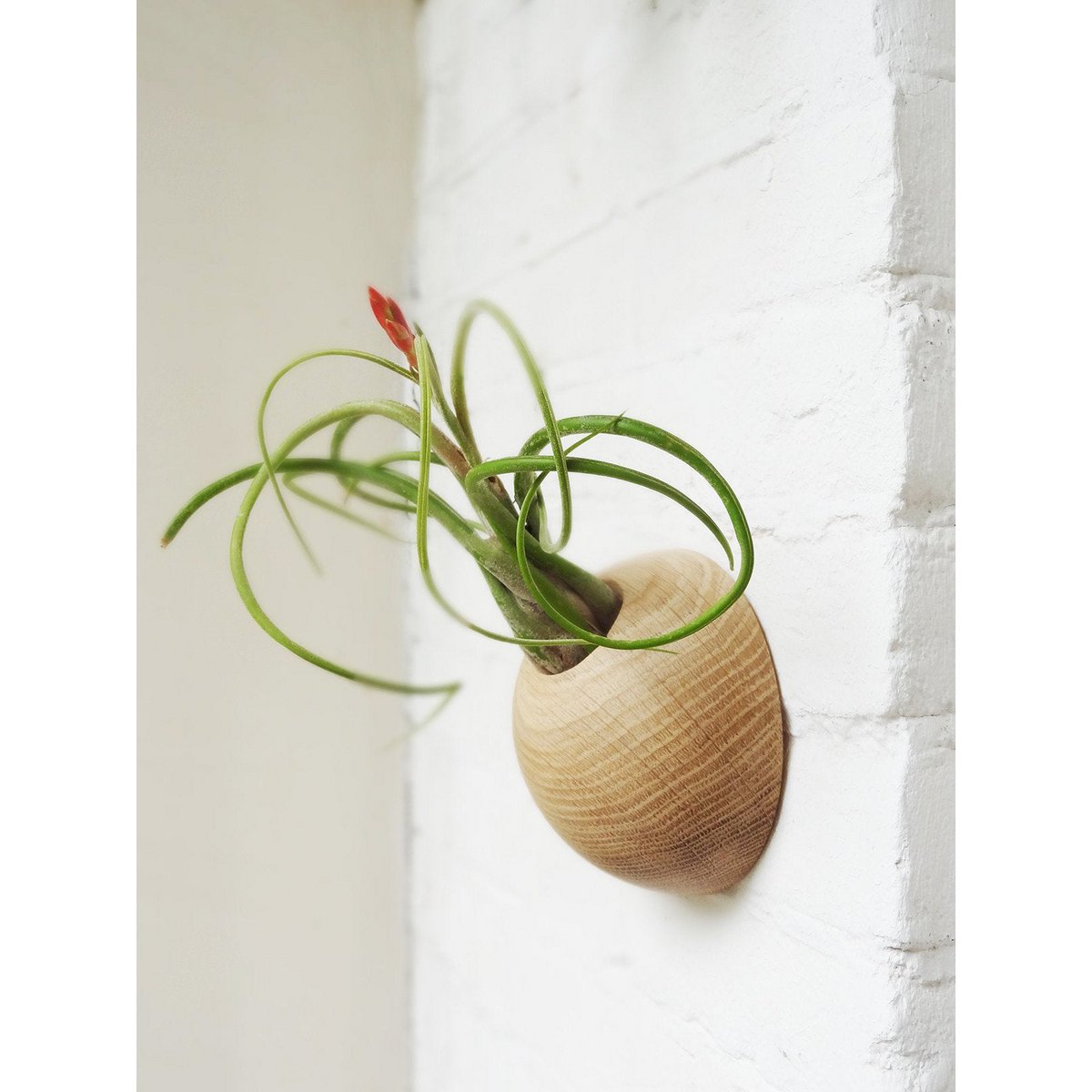 Hangende plantenhouder, inclusief luchtplant, Ø 12 cm