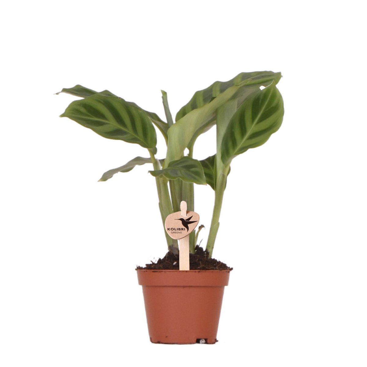 Calathea, groene kamerplant, potmaat Ø 6 cm