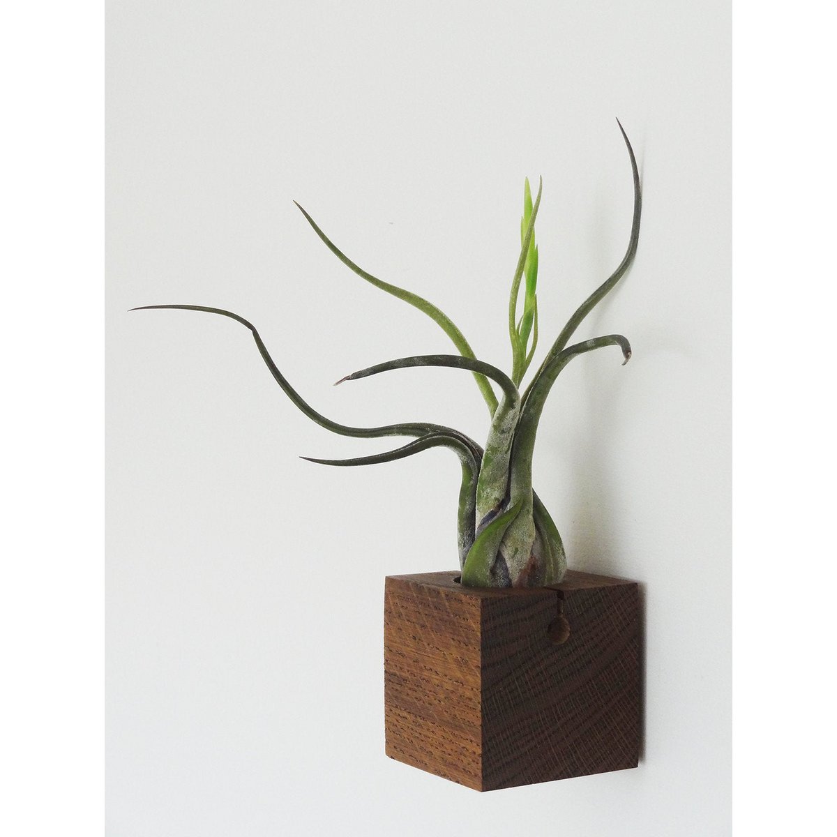 Hangende luchtplantenhouder, inclusief luchtplant, 6 × 6 × 6 cm