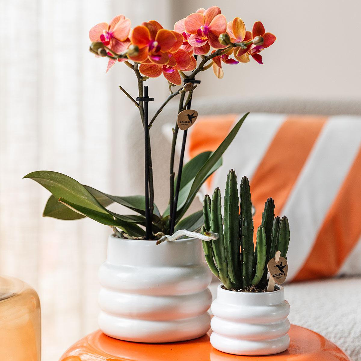 Oranje Phalaenopsis orchidee met witte Bubble sierpot, 35 cm, potmaat Ø 9 cm