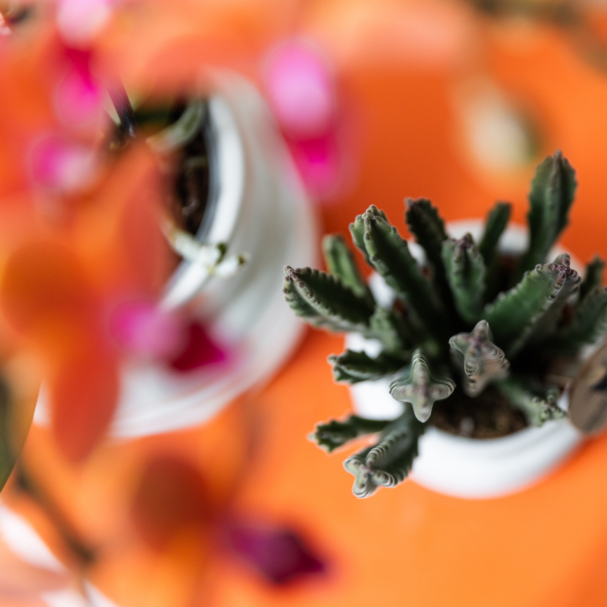 Stapelia, groene succulent, potmaat Ø 6 cm