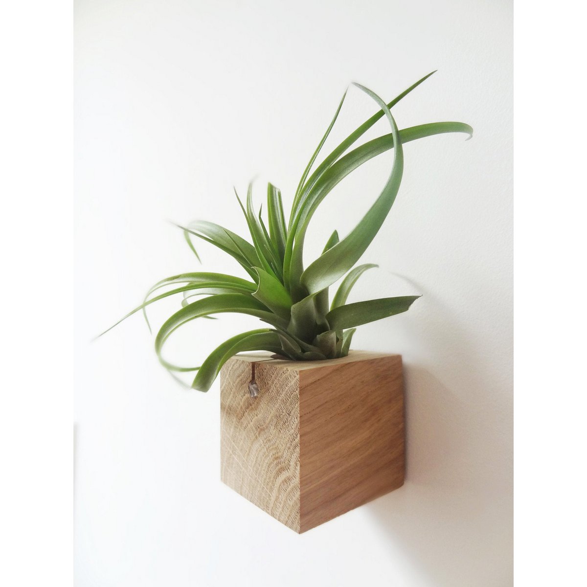 Hangende luchtplantenhouders, inclusief 3 luchtplanten, 6 × 6 × 6 cm