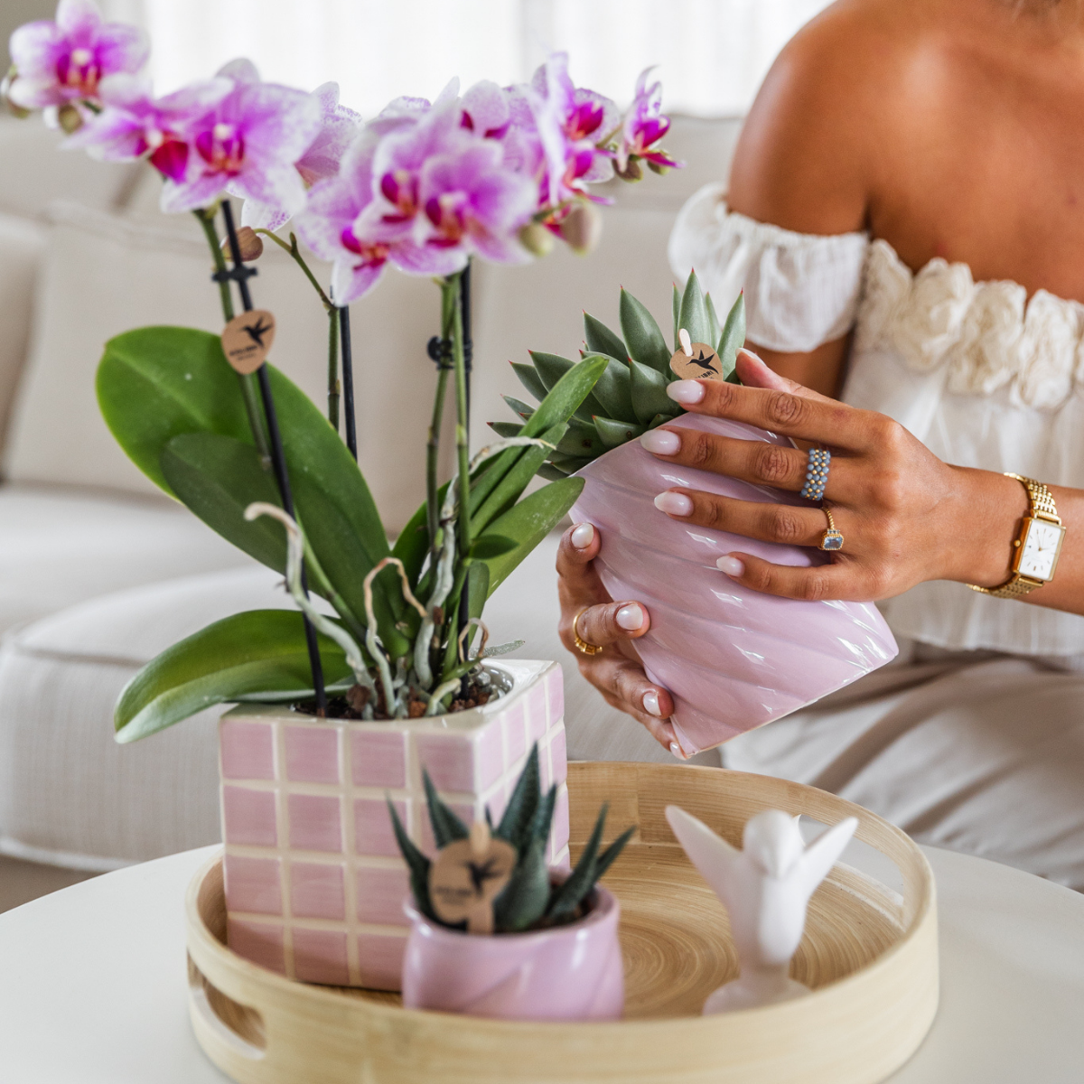 Roze Phalaenopsis orchidee Rotterdam, 45 cm, potmaat Ø 9 cm