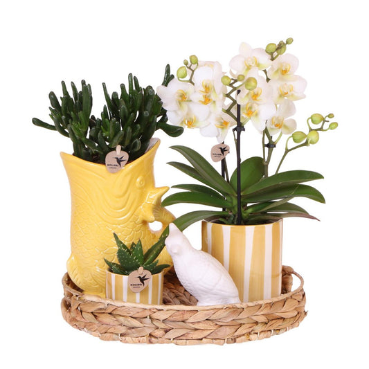 Mediterranean Sunset gift set, witte Phalaenopsis orchidee en succulenten