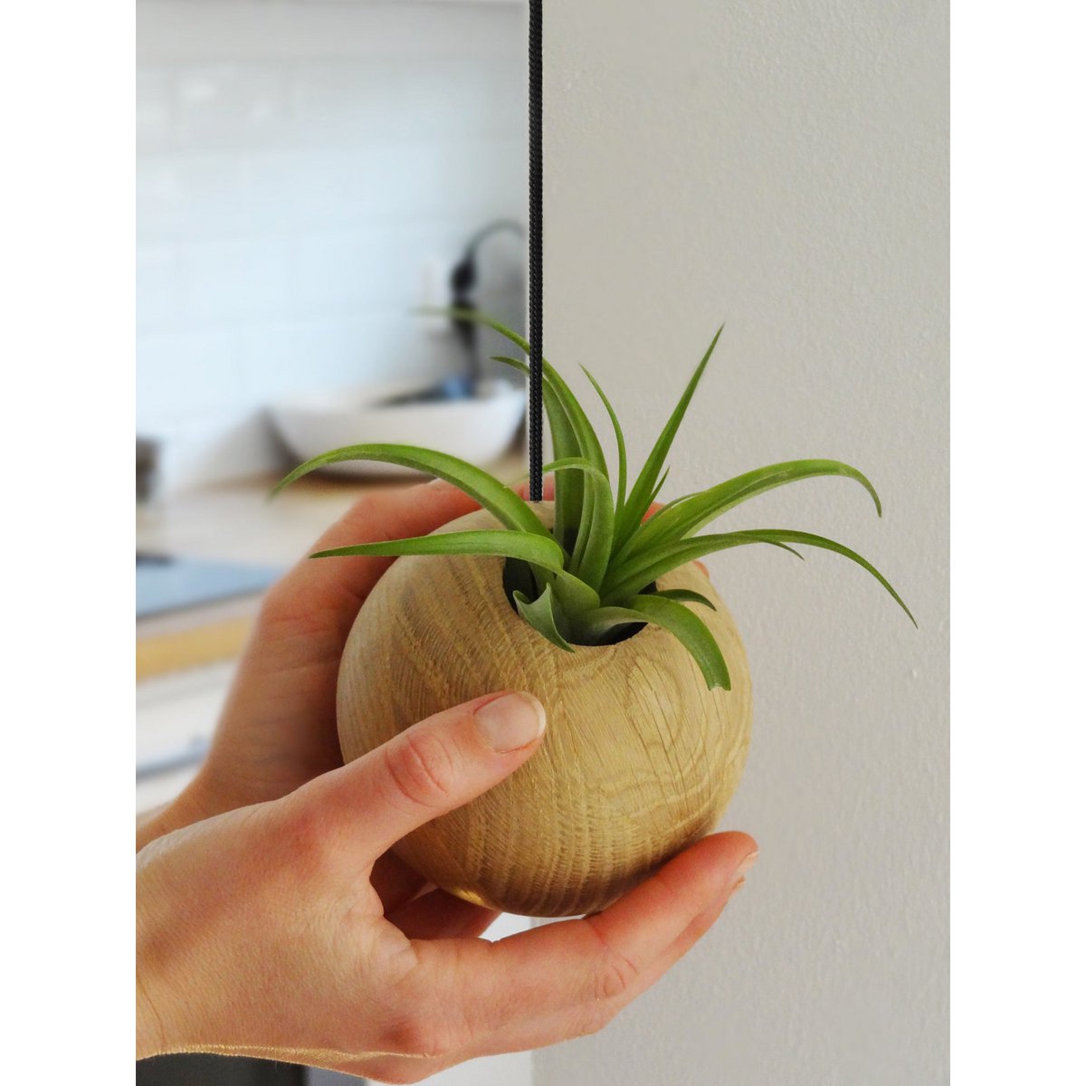 Hangende plantenhouder inclusief luchtplant, Ø 10 cm