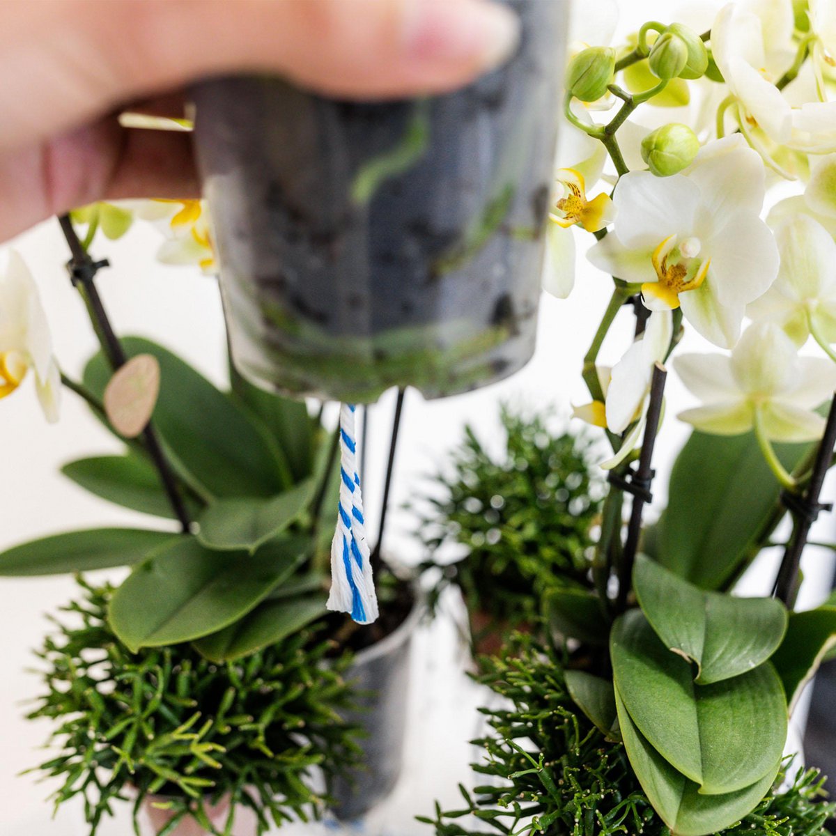 Inlay met waterreservoir voor orchideeënschaal Ø 25 cm, Field Bouquet