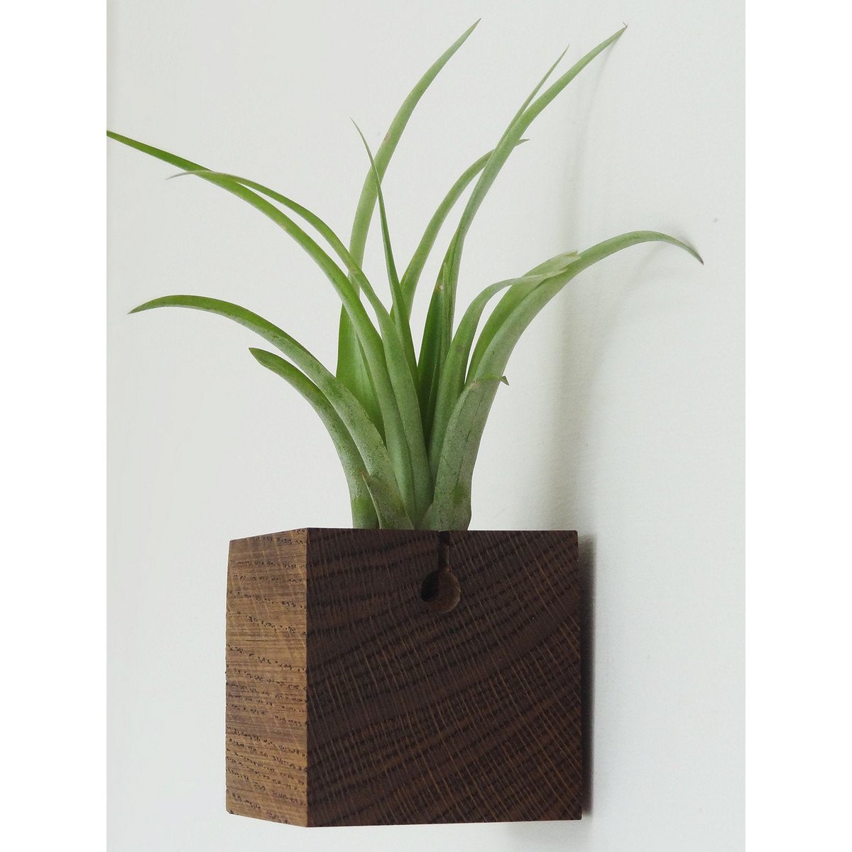 Hangende luchtplantenhouder, inclusief luchtplant, 6 × 6 × 6 cm