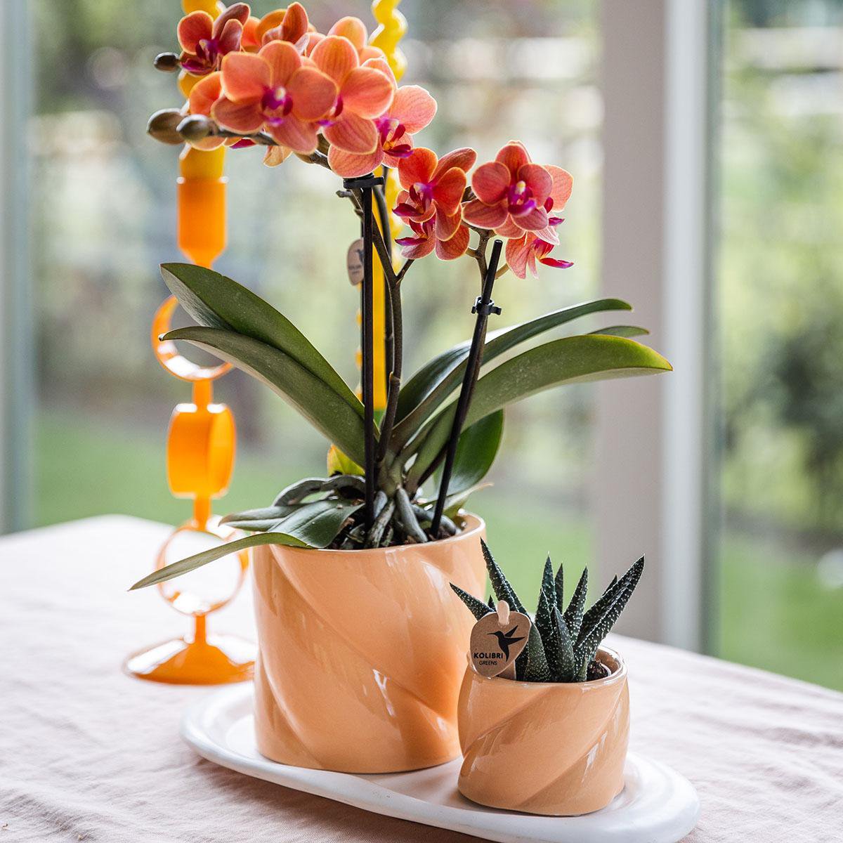 Phalaenopsis orchidee met groene plant en Optimism peach sierpotten, set, 35 cm