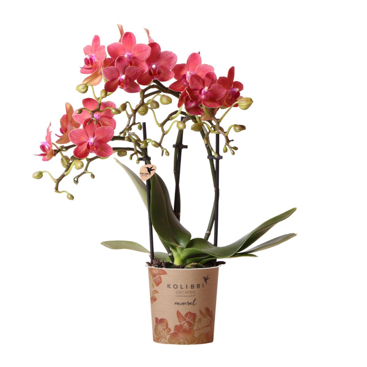 Rode Phalaenopsis orchidee Congo, 35 cm, potmaat Ø 9 cm