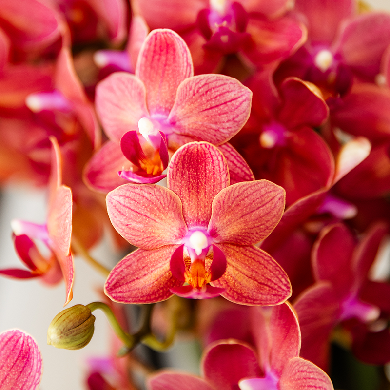 Surprise Box met 2 Phalaenopsis orchideeën in dezelfde kleur, potmaat Ø 9 cm