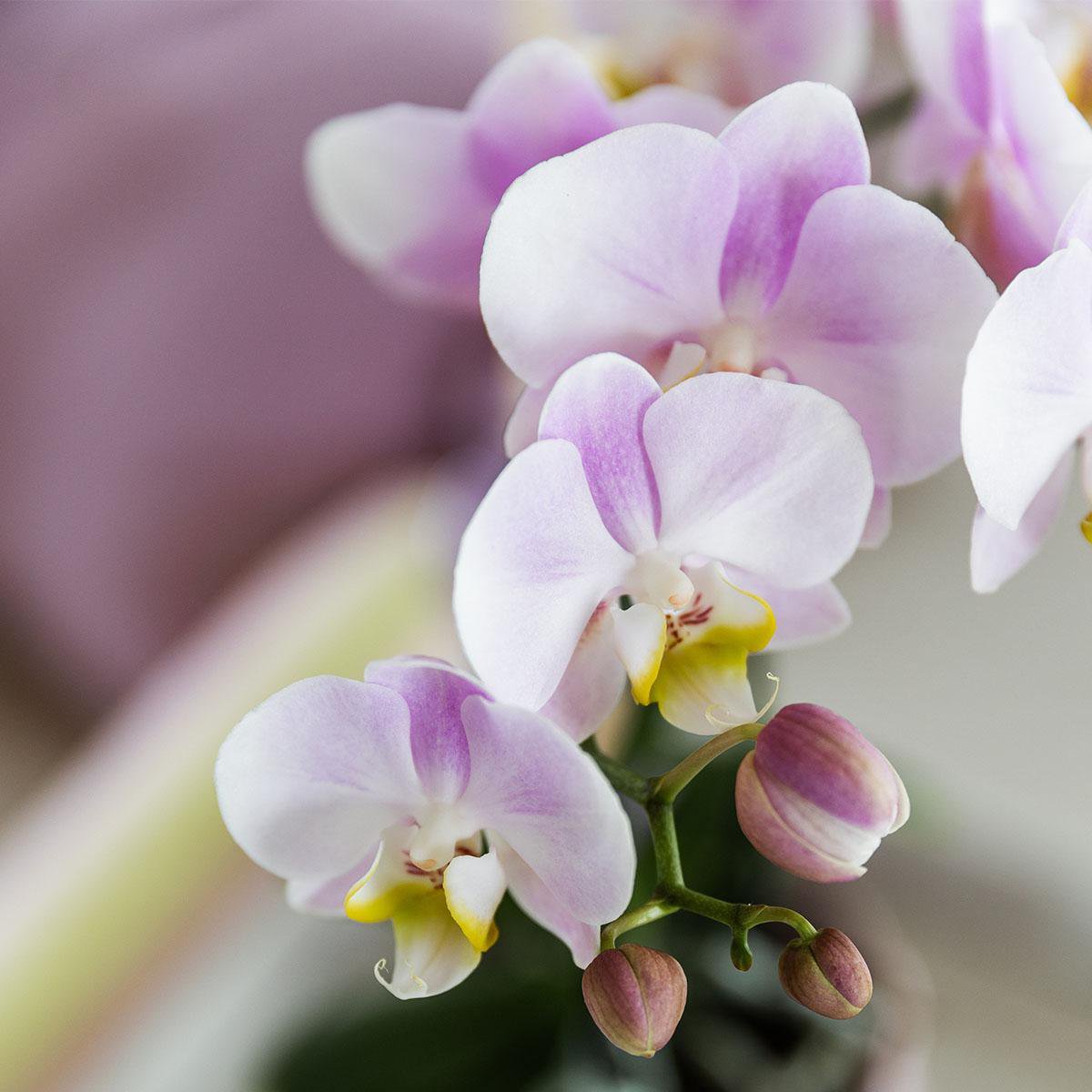 Roze Phalaenopsis orchidee Portugal, 35 cm, potmaat Ø 9 cm