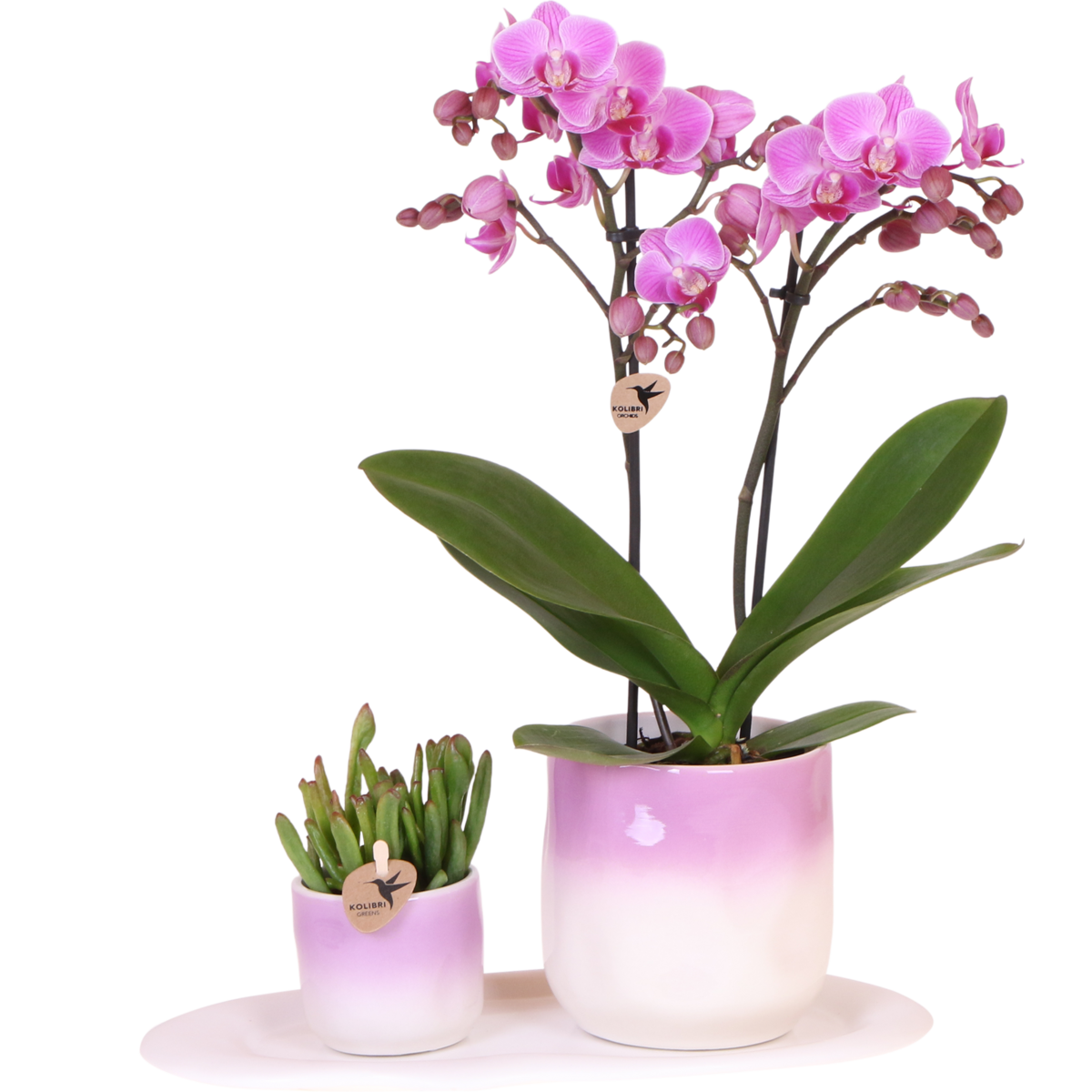 Paarse Phalaenopsis Vienna met succulent, Valentijnsset met sierpotten en dienblad, 45 cm