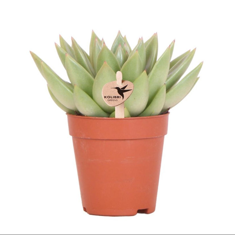 Echeveria Miranda, groene succulent, potmaat Ø 9 cm