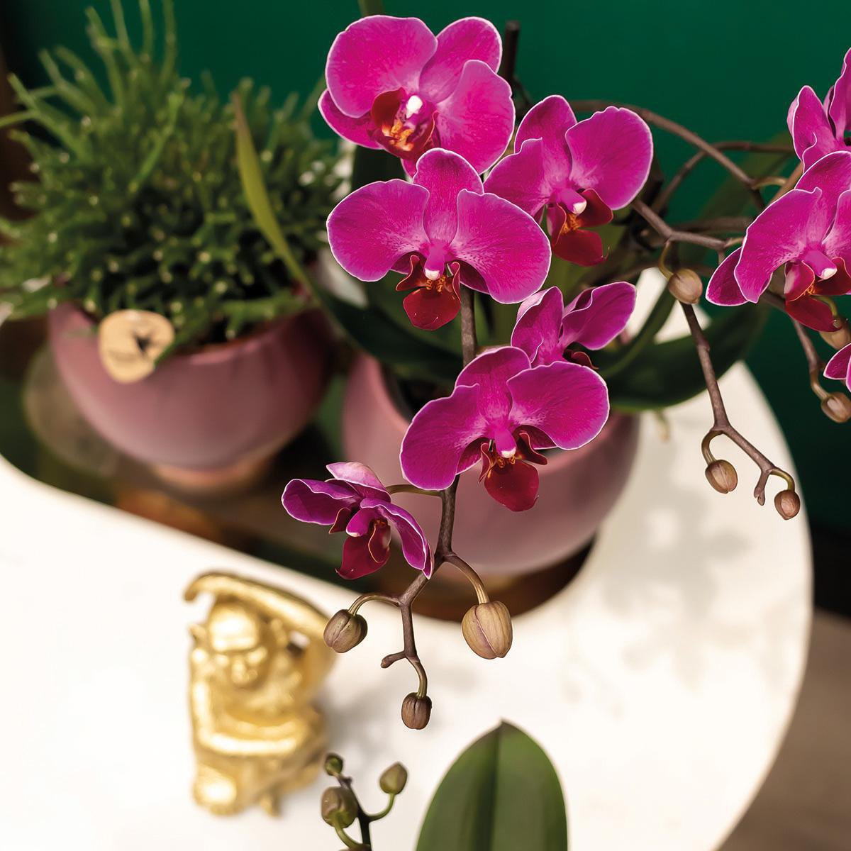 Paarse Phalaenopsis orchideeën, combi deal 2 stuks, 35 cm, potmaat Ø 9 cm
