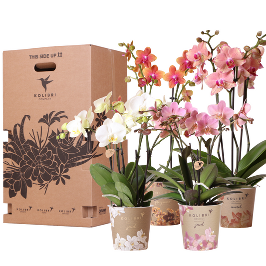 Phalaenopsis orchideeën surprise box, 4 stuks, mix, potmaat Ø 12 cm