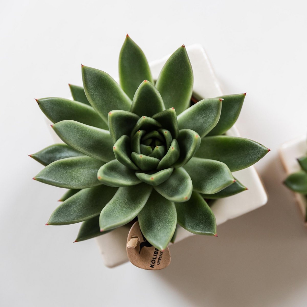 Echeveria Miranda, groene succulent, potmaat Ø 9 cm