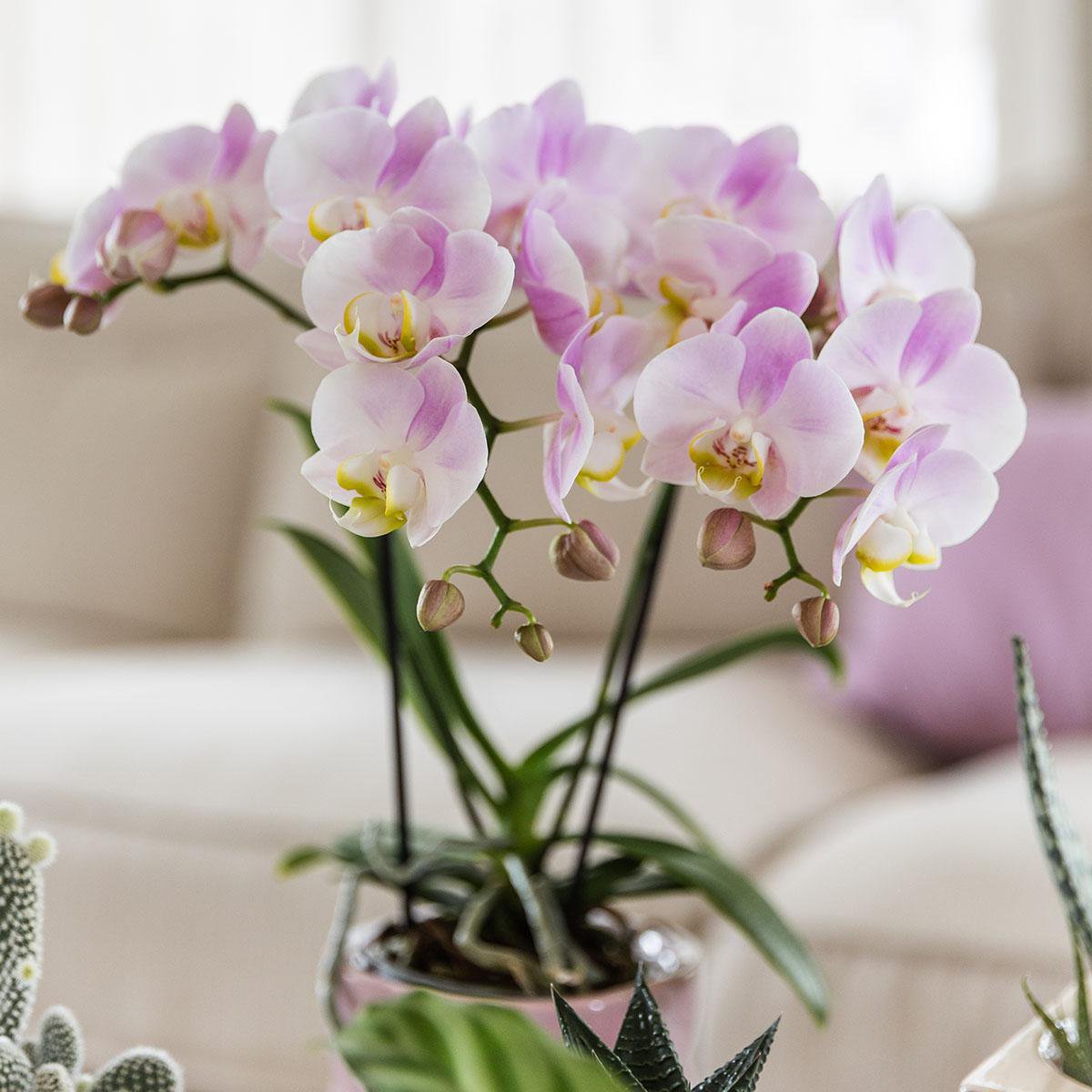 Roze Phalaenopsis orchidee Portugal, 35 cm, potmaat Ø 9 cm