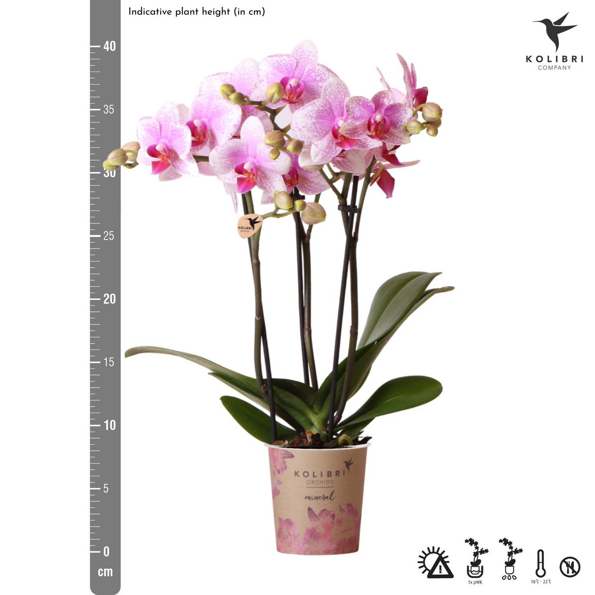 Roze Phalaenopsis orchidee Rotterdam, 45 cm, potmaat Ø 9 cm