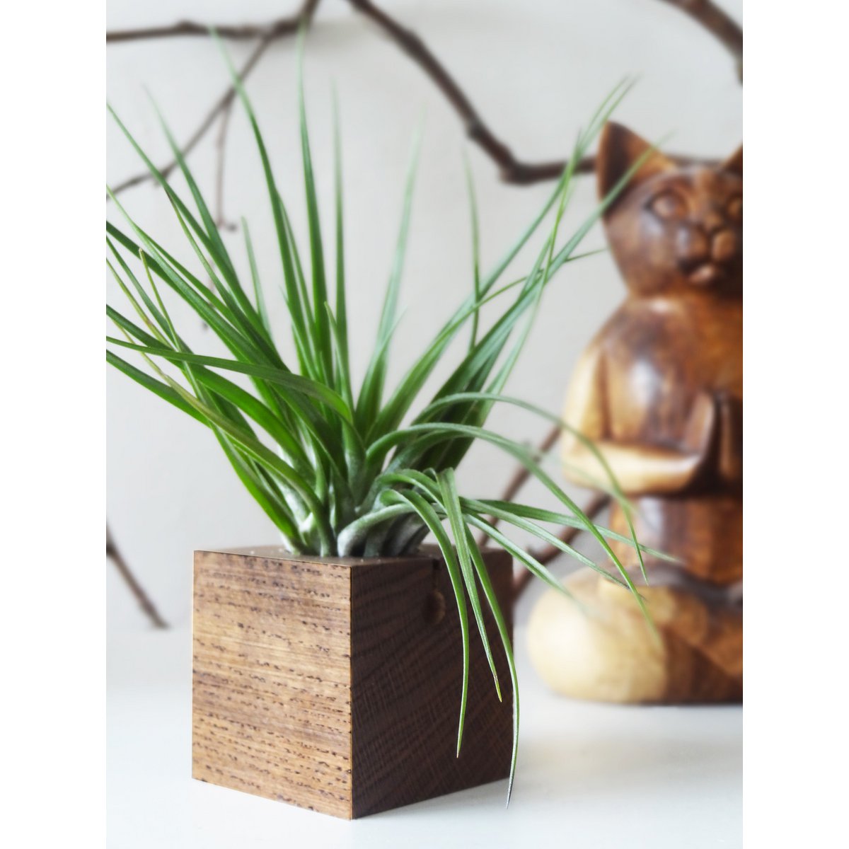 Hangende luchtplantenhouder, inclusief luchtplant, 6 × 6 × 6 cm