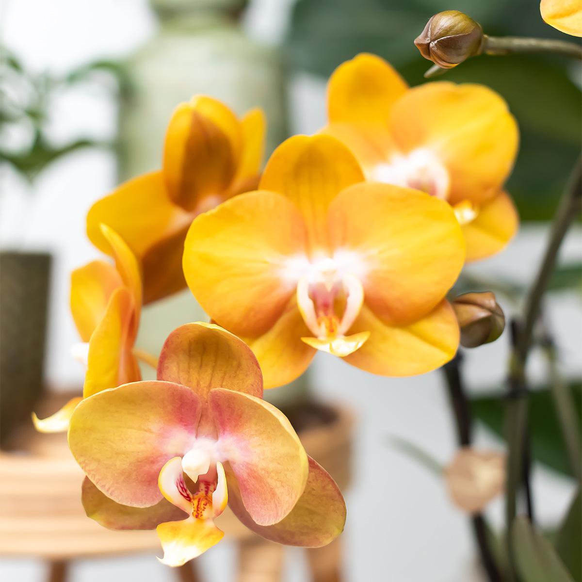 Phalaenopsis orchideeën surprise box, 4 stuks, mix, potmaat Ø 12 cm