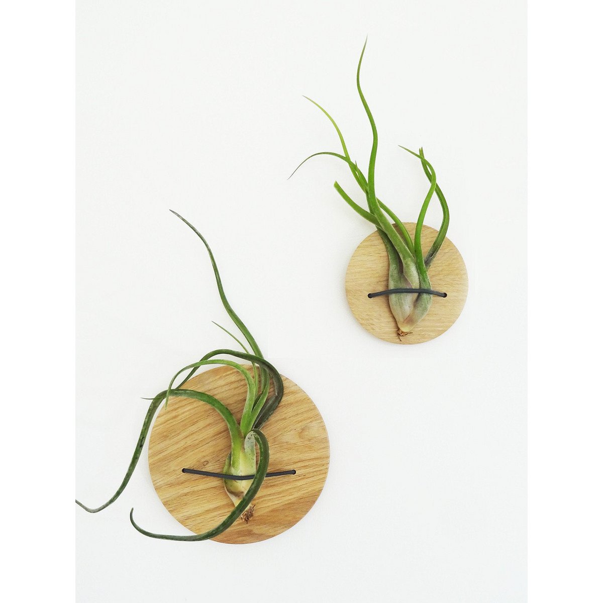 Houten luchtplantenhouders set, inclusief 2 luchtplanten, Ø 10 en 15 cm