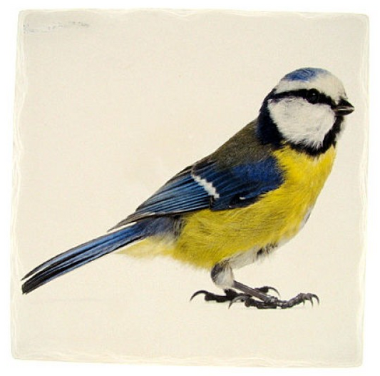 Pimpelmees tafelonderzetter, steen, 15 x 15 cm