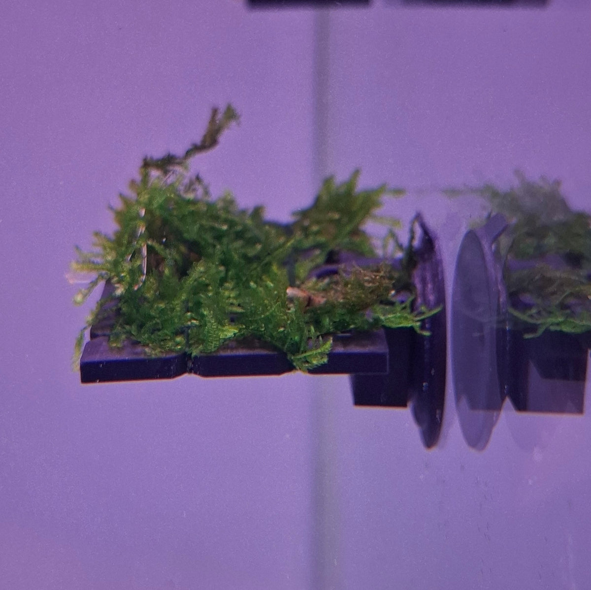 Moss Ledge voor Aquarium met Zuignap - Mosplateau voor Javamos, Christmas Mos, Anubias & Garnalen