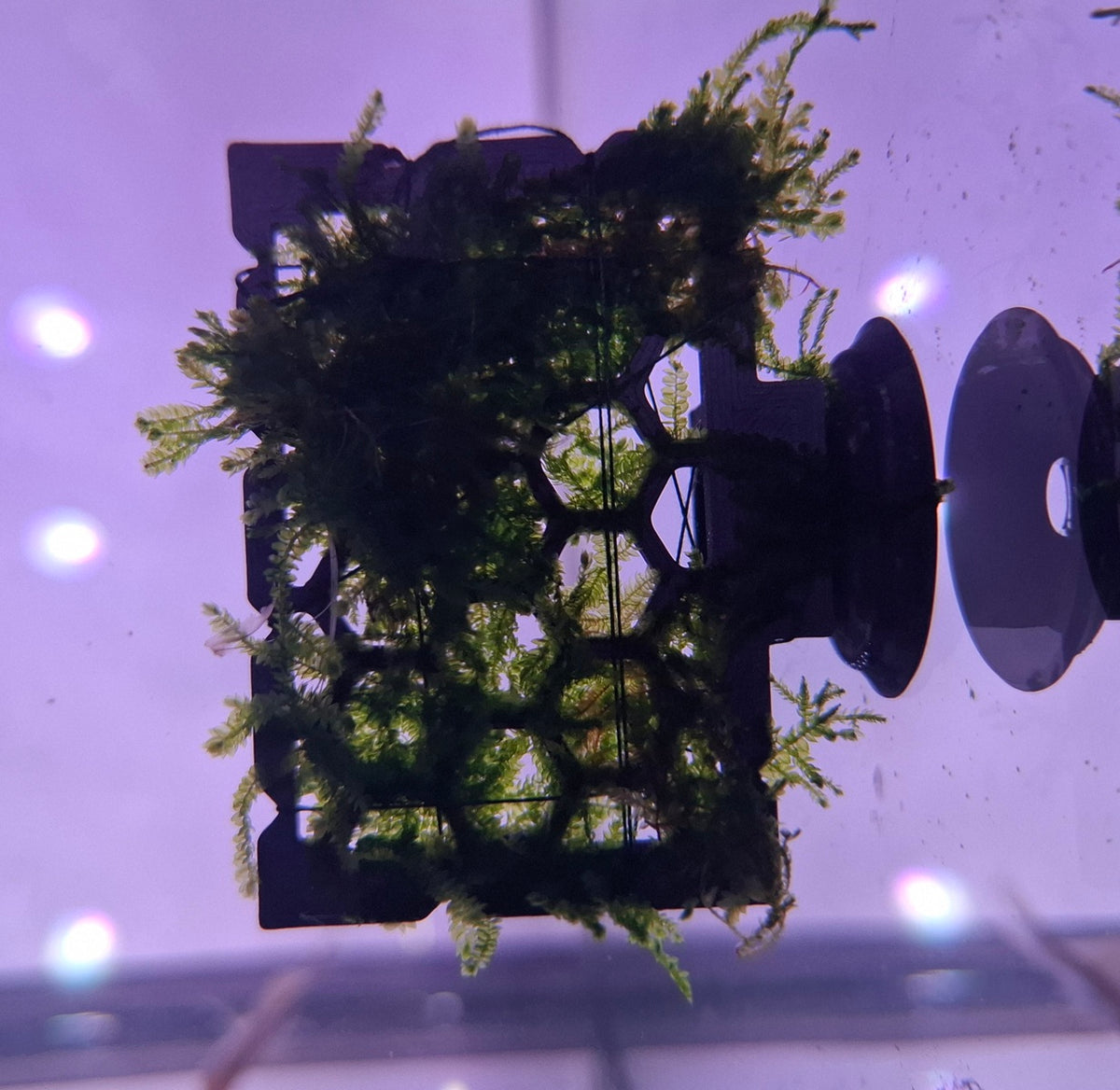 Moss Ledge voor Aquarium met Zuignap - Mosplateau voor Javamos, Christmas Mos, Anubias & Garnalen