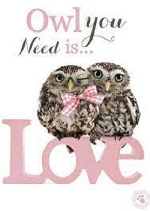 Owl you need is love wenskaart