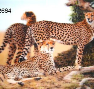 Cheetah, 3D Placemat