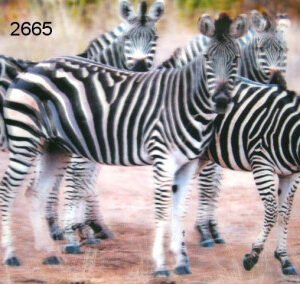 Zebra, 3D placemat